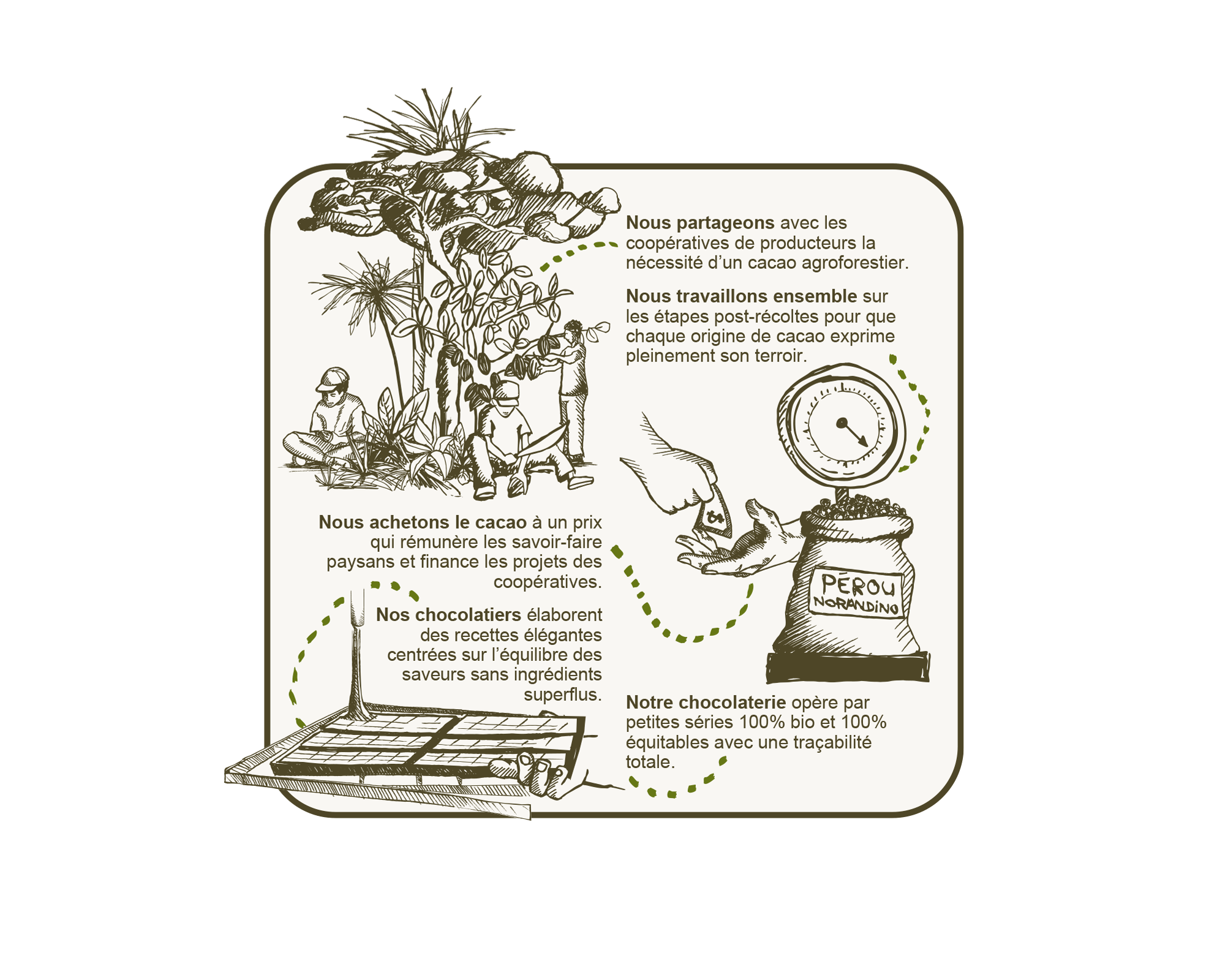 Schéma sur le cacao agroforestier et équitable