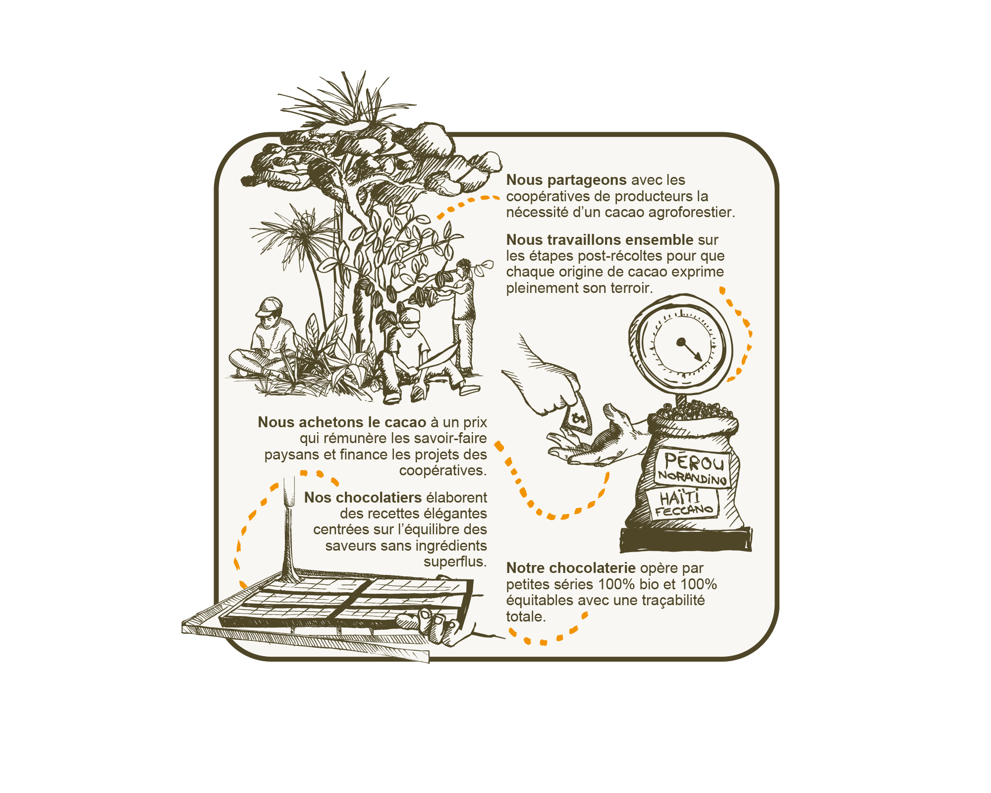 Schéma de cacao agroforestier bio et équitable Schéma de cacao agroforestier bio et équitable