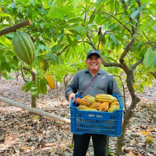 Producteur de cacao qui porte des cabosses de cacao. 