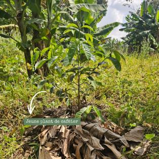 jeune plant de caféier planté sur une parcelle agroforestière en Ethiopie
