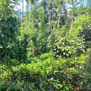 parcelle de thé en agroforesterie très verte avec beaucoup d'espèces de plantes