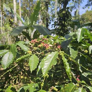 caféier Robusta en Inde
