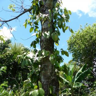à la découverte du Poivre Sauvage de Madagascar