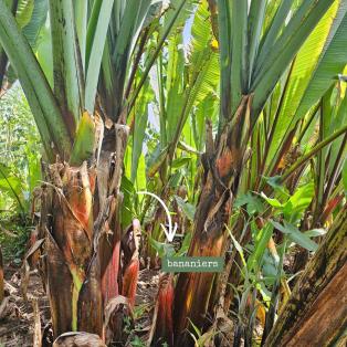bananiers plantés sur une parcelle de café en agroforesterie en Ethiopie 