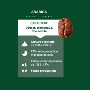 caractéristiques et visuel d'un grain de café arabica