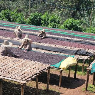 Séchage des cerises de cafés sur des claies en Éthiopie (café nature)