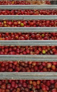cerises de café rouges