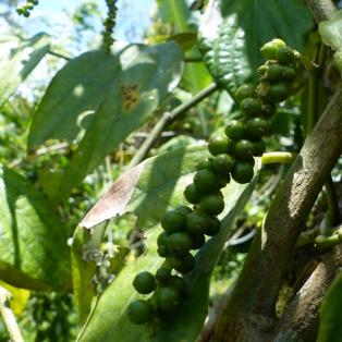 à la découverte du Poivre Sauvage de Madagascar