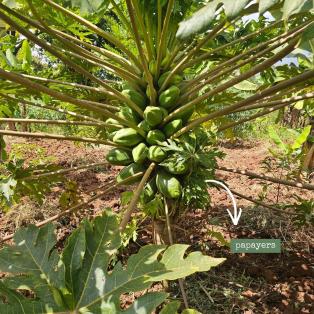 papayer sur une parcelle de café en agroforesterie en Ethiopie