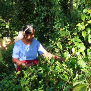 productrice de thé au Sri Lanka qui ramasse les feuilles bio et équitable