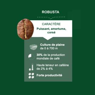 caractéristiques et visuel d'un grain de café robusta