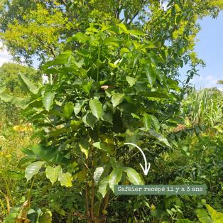 Caféier vieillissant recepé il y a 3 ans en Ethiopie. 