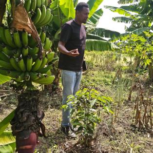 Parcelle en agroforesterie avec un nouveau plant de caféier. 