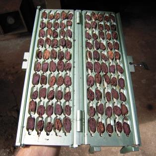 Coupe des fèves de cacao ou vérifier la qualité. 