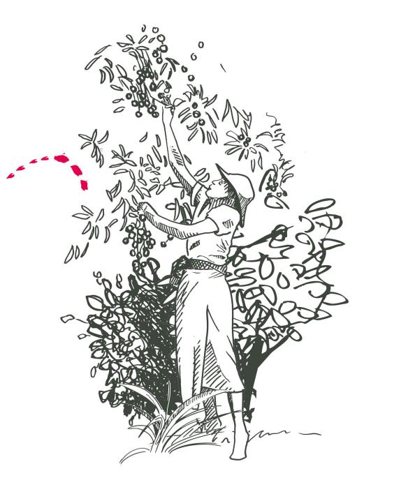 Illustration coopératives FANOHANA et MAGNEVA à Madagascar - fruits bio et équitables