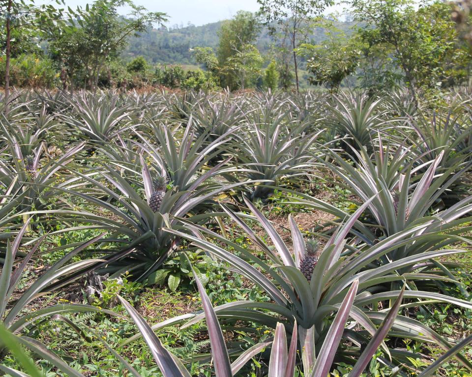 Champ d'ananas bio et équitables cooperative Fanohana à Madagascar  